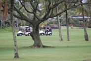 These trees did not get in the way of these players. Golf swings were at its best today.
