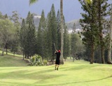 This was an amazing shot. Look at the ball in air going around that tree. Golf at it's best!