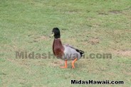 Even the ducks came out to play at the Midas Hawaii APIII Memorial Golf Tournament 2016 for RMHC