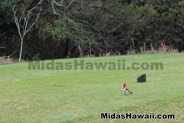 Midas Hawaii Tony Pereira Memorial Golf Tournament 2017 1 162